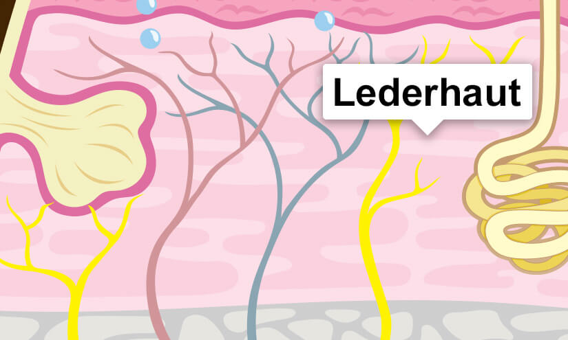 Lederhaut