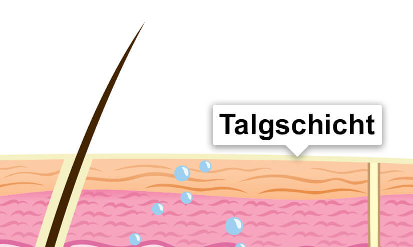 Talgschicht