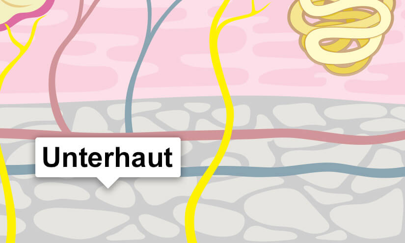 Unterhaut